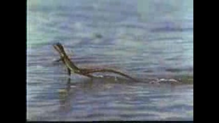 Walking On Water Surfac