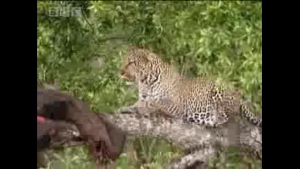 Леопард крие храна за малките