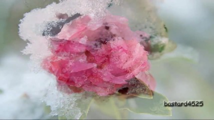 Nox Arcana - The Rose Of Winter