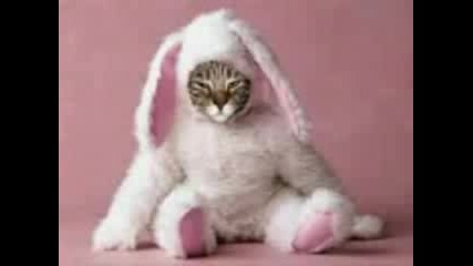 Very Funny Cats Part 5