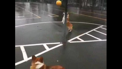 Kучета си играят с топка..