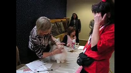 Marmis Moulen Rouge of Persy de Gal- изложба на котки в Атина, Гърция на 22.01.2012г