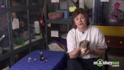 Ferret Care - Behavior and Medical Issues 