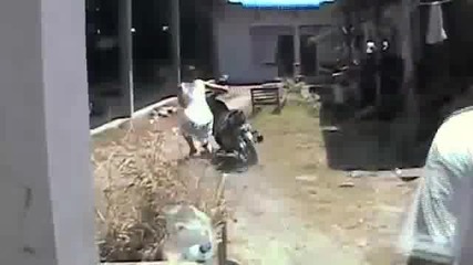 Момиче се учи да кара скутер ! (смях) 