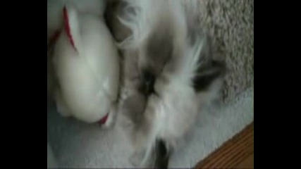 сладкуу Котее! ;* 