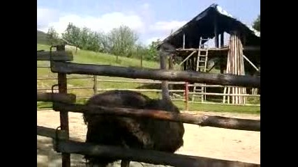 супер аки щрауси