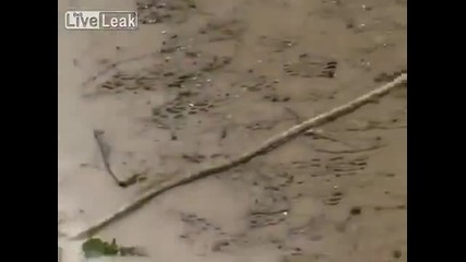 Лисица се опитва да извади сом от водата .