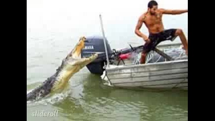 Уникално!!!най Големия Крокодил В Света Захапа Ръката На Човек 