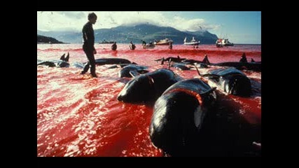 Oi Polloi - The Whale Song