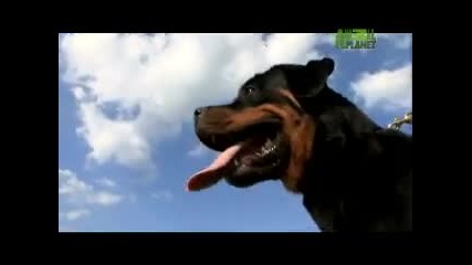 Dogs 101 - Rottweiler