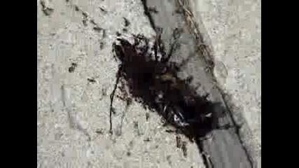Мравки Нападат Бръмбар! 