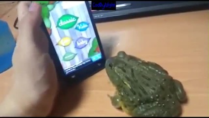 Смях! Жаба играе на игра на телефон!