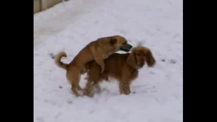 dog fuck