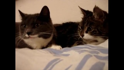 2 сладки котенца си говорят 
