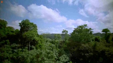 Амазония (amazon)