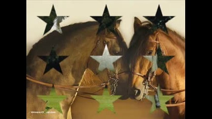 my dream horses