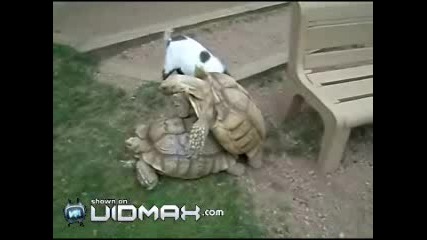 Маимуни Се Чукат И Коза Се Намиса