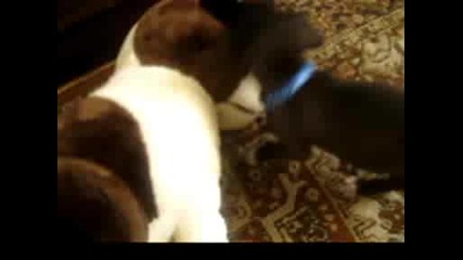 mixed breed vs плушено куче 
