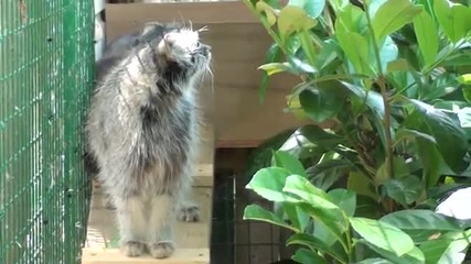 Много яки Дворцови котета (pallas Cat Kittens - 6 weeks old ) 