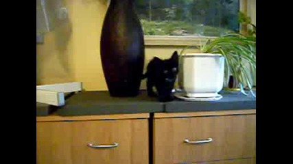 черно коте 6.07.2009 