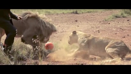 Всичко бях виждал, ама да играеш футбол с три диви лъва си е прекалено. Какво мислите а?