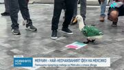 Историята на Мерлин - патицата, предсказала победата на Мексико на Мондиала