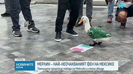 Историята на Мерлин - патицата, предсказала победата на Мексико на Мондиала