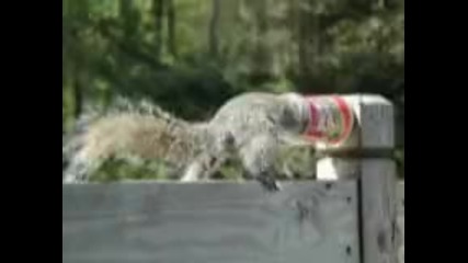 смешно chipmunks шоу