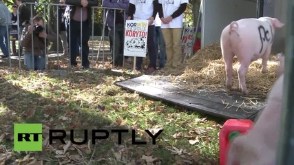 Poland: Opposition party protests with live PIGS outside Parliament