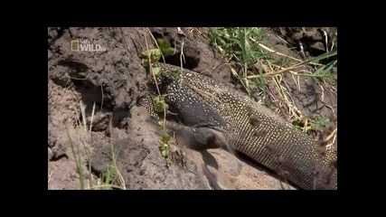 National Geographic - Крокодилите на Катума (1/3)