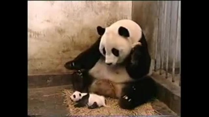Кунг-фу Панда