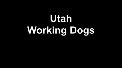 Utah Working Dogs pull over 5000 pounds!!