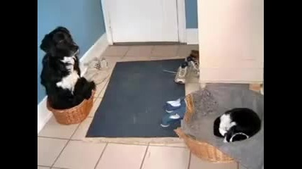 Много смешни котета !! Не Е За Изпускане 