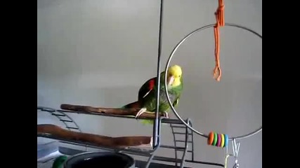 Папагал имитира бебешки плач 