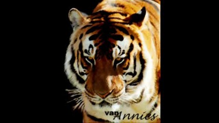 Tiger - pic
