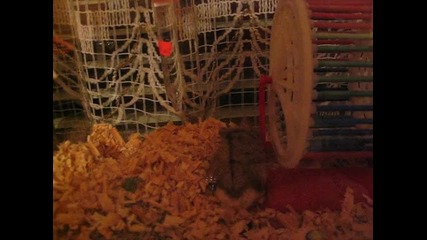 my hamster :)
