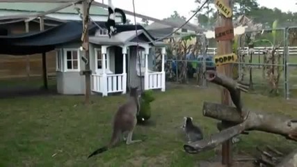 Кенгуру боксира плюшена играчка в зоопарка заедно със лемурите.