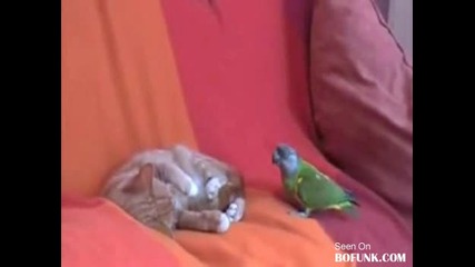 Нахален папагал яде тупаници - Смях 