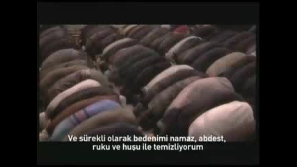 Cennet Ku islam - Birds Of Heaven