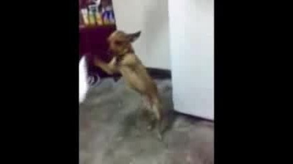 Яко денс на куче ;д