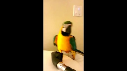 Правят прическа на папагал с… прахосмукачка