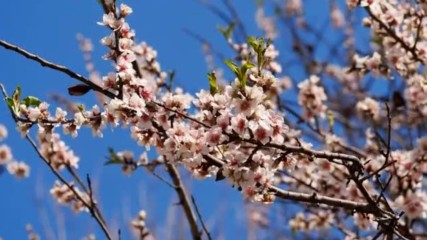 Замириса на пролет