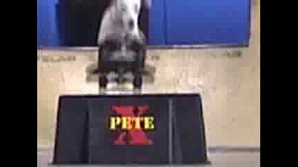 Dog Extreme Pete Learn To Train Like This