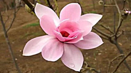 Магнолия -magnolia flowers