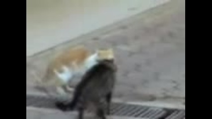Бой между две котки