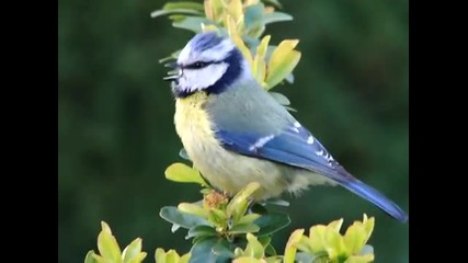 Blue Tit Singing