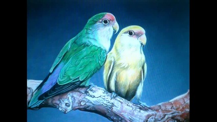 Johnny Tillotson - Yellow bird