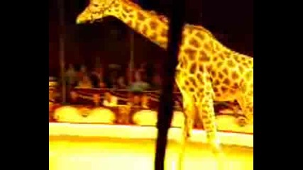 Дресура На Жираф/circus Belly Wien