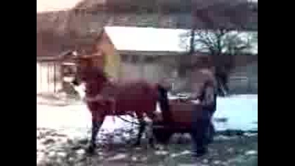 todor djamaikata 3