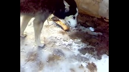 Първо Сношаване на Хъскита ! Тара И Айс 